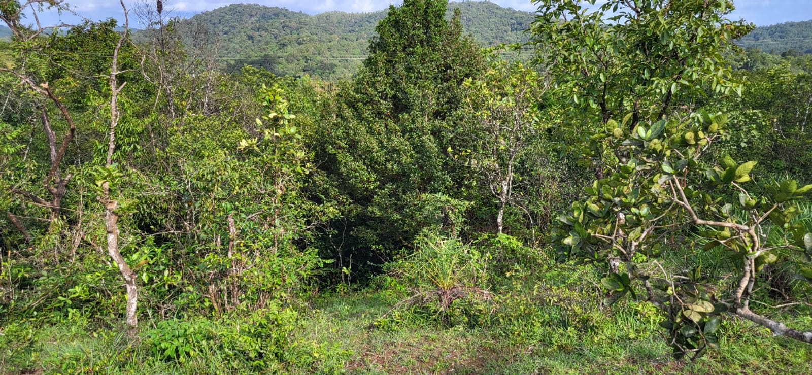 Betta Community Forest Restoration