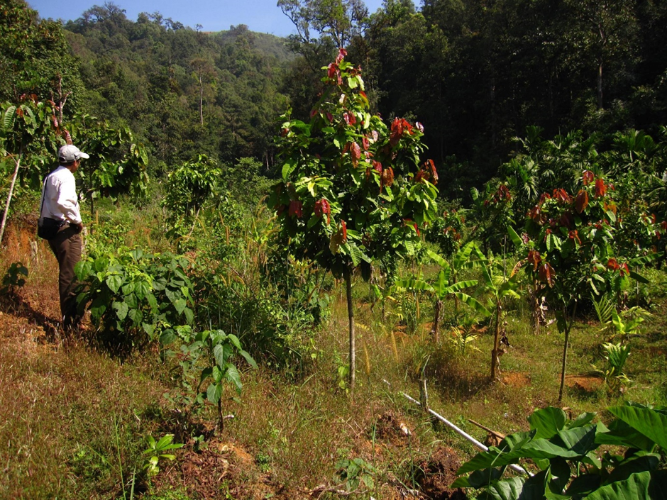 Myristica Swamp Restoration