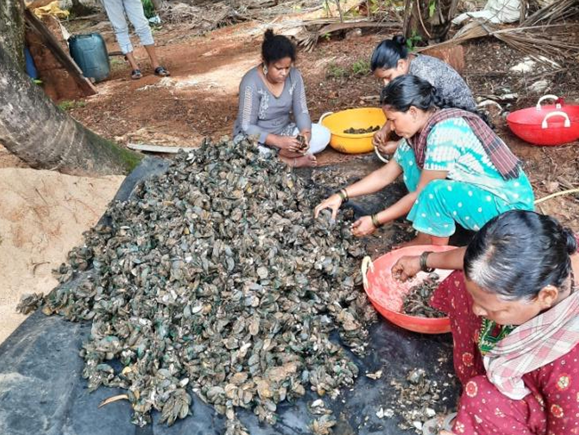 Capacity Building, Livelihood-Enterprise Development Program on Bivalve Culture in Aghanashini Estuary NABARD