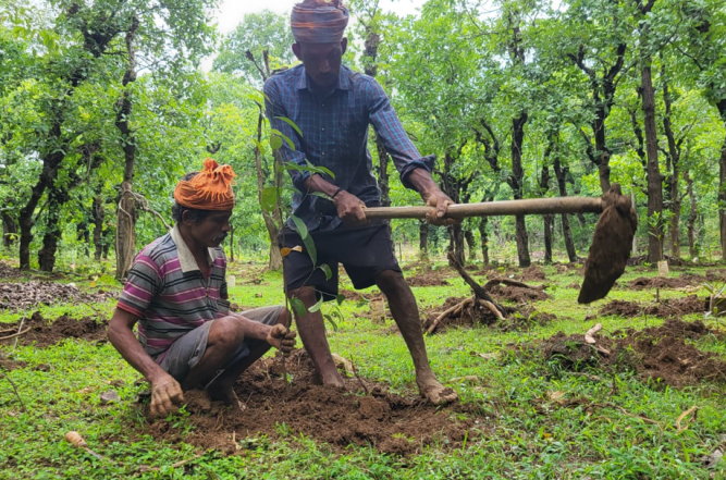 Biodiversity Conservation and Tree Plantation Phase II