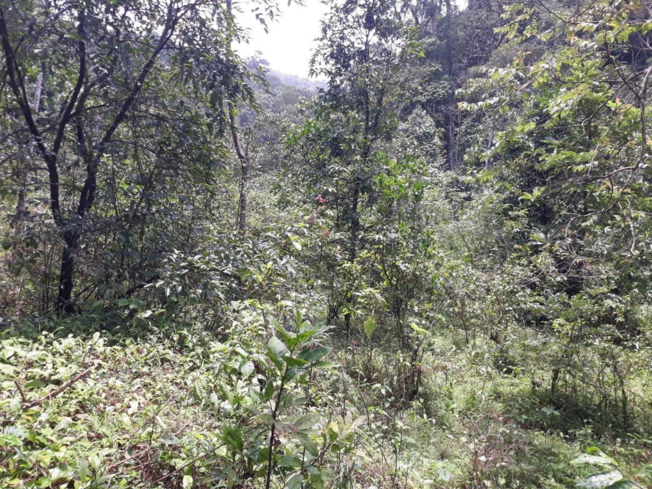 Swamp Restoration